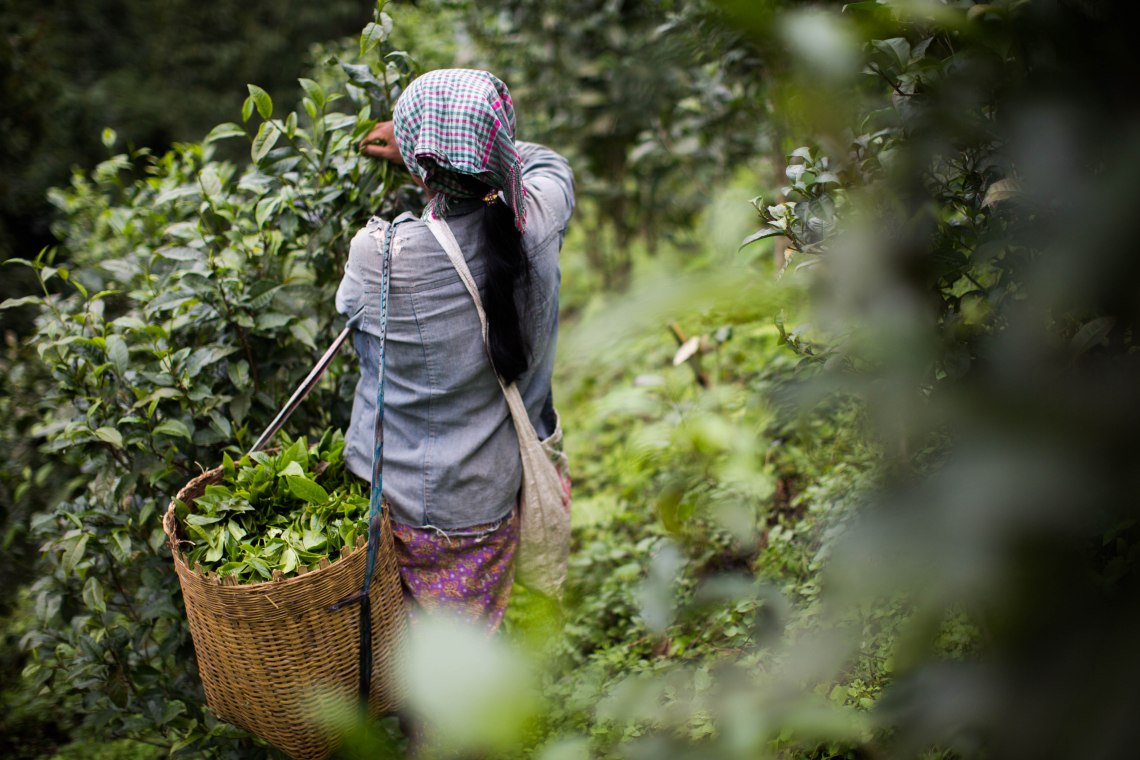 Femme palaung dans les plantations de thé