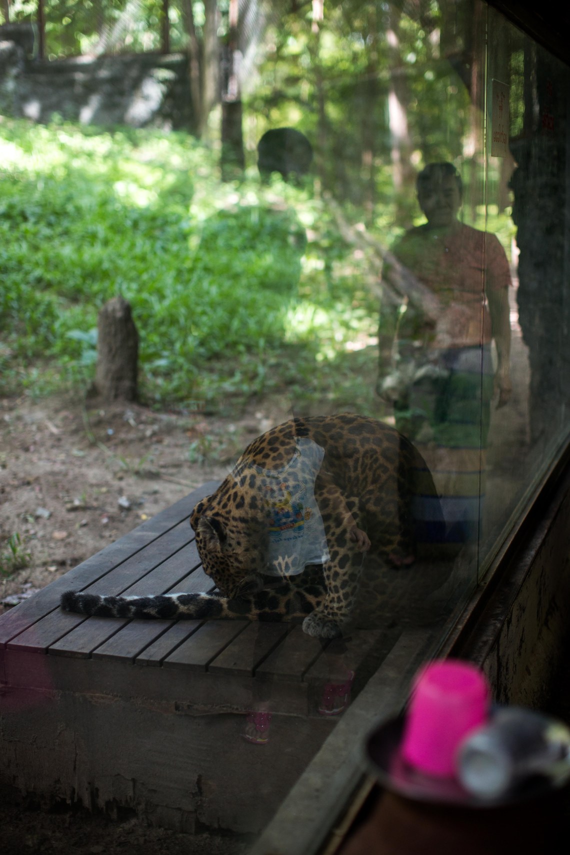 Léopard au zoo, Nay Pyi Taw