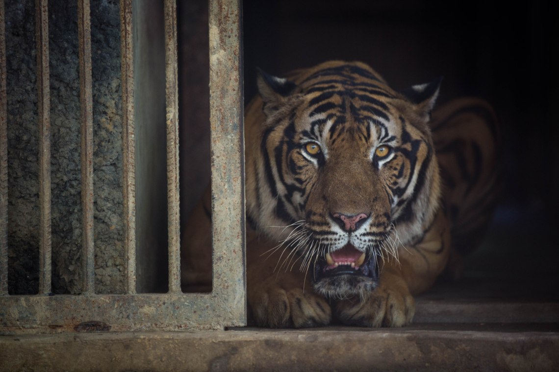 Tigre au zoo, Nay Pyi Daw