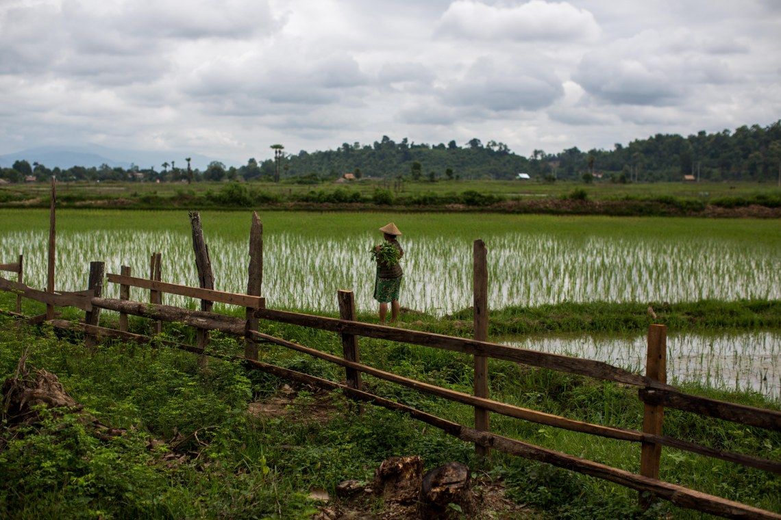 Rizières dans l'état Kachin